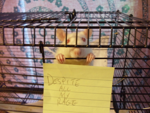 Rat tattoo design, idea 6