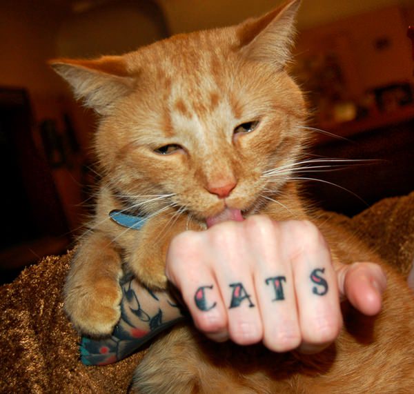 Cat tattoo design, idea 15